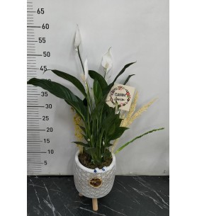 Ayaklı Saksı da Spatifilyum Çiçeği